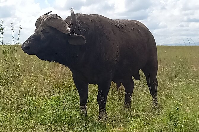 Shared Nairobi National Park Safari Tour - What you might see in five hours