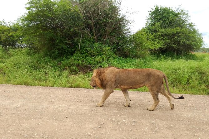 Shared Nairobi National Park Safari Tour - My verdict on the shared Nairobi safari