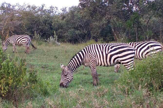 Shared Nairobi National Park Safari Tour - Your early pickup and first briefing