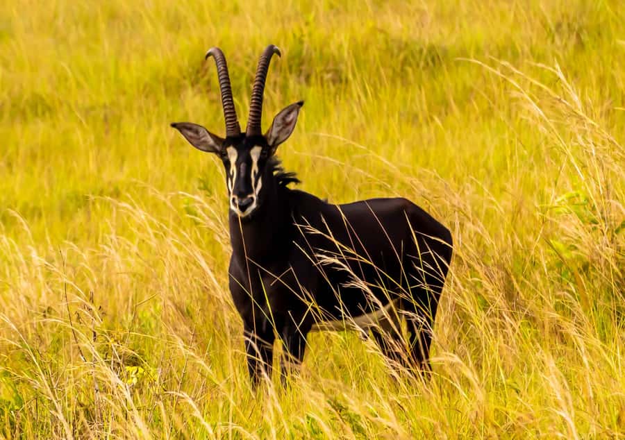 Shimba Hills Day Safari & Sheldrick Falls Hike Private Tour - Who will get the most from this tour?