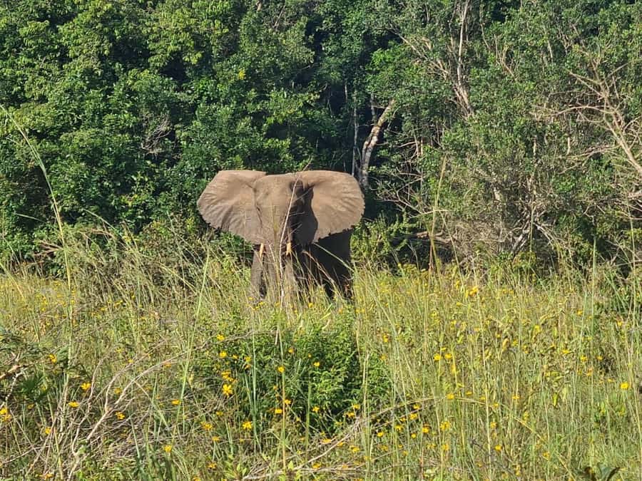 Shimba Hills: Game Drive, Waterfall Hike, and Lunch - What you might see on the game drive