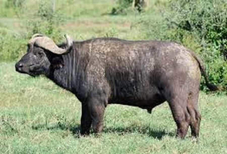 Shimba Hills: Game Drive, Waterfall Hike, and Lunch - Who should book this Shimba Hills day trip?