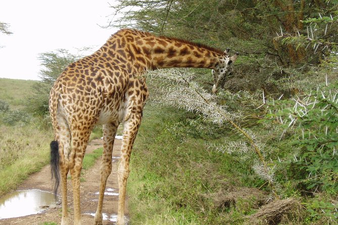 Small Group Budget Tour to Hells Gate National Park and Lake Naivasha Boat Ride - Guides, drivers, and the human side of the day