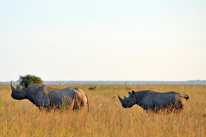 Small group tour to Nairobi park baby and optional Baby Elephants - The optional baby elephant orphanage visit