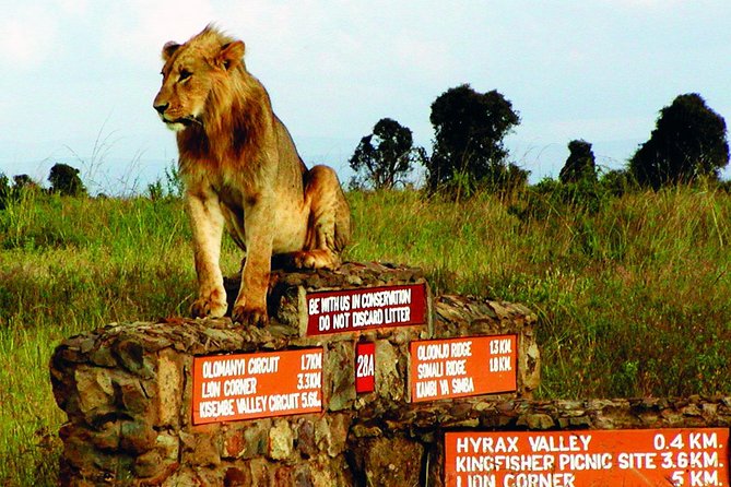 Small group tour to Nairobi park baby and optional Baby Elephants - What the $120 price really covers
