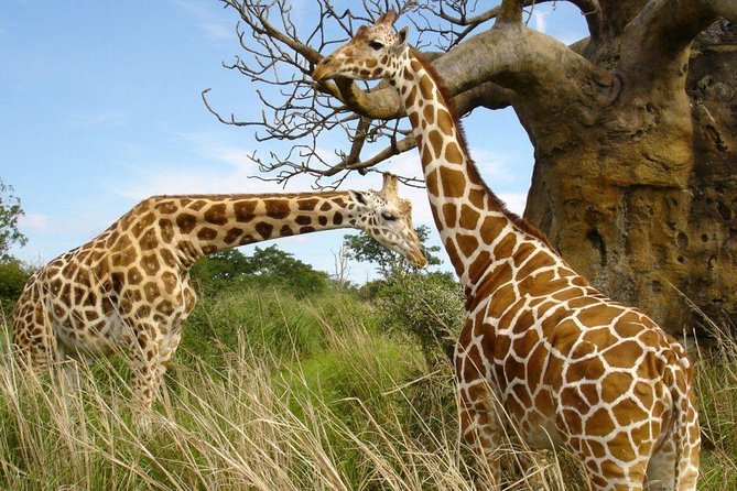 Small group tour to Nairobi park baby and optional Baby Elephants - Who will get the most from this safari?