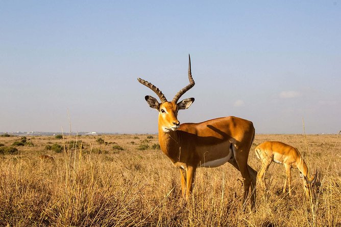 Tour: Giraffe Center and Nairobi National Park - Guide quality can shape the whole day
