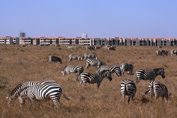 Tour: Giraffe Center and Nairobi National Park - Who should book this day