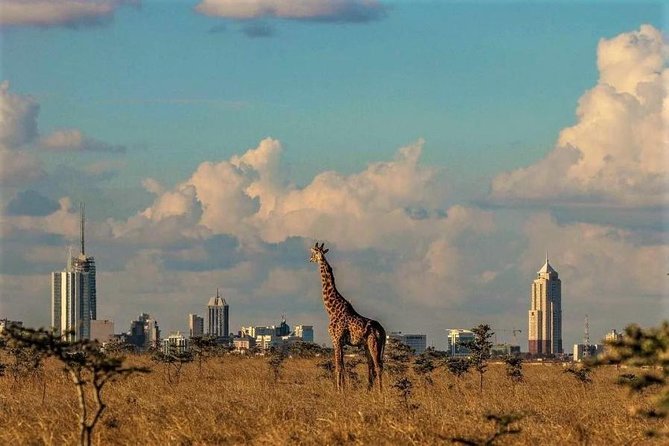 Tour: Giraffe Center and Nairobi National Park - Should you book the Giraffe Centre and Nairobi National Park tour?