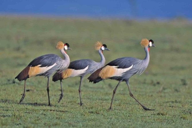 Tour: Giraffe Center and Nairobi National Park - The three-hour safari inside Nairobi National Park