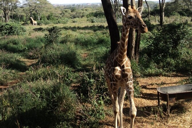 Tour to Giraffe Center from Nairobi - Meeting Rothschild giraffes in Karen