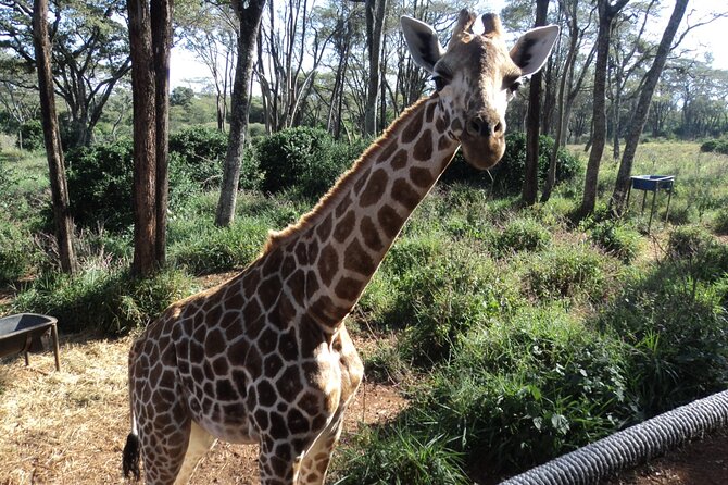 Tour to Giraffe Center from Nairobi - Why the three-hour schedule can be tight