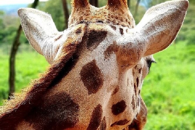 Tour to Giraffe Center from Nairobi - What the guide can add to the outing