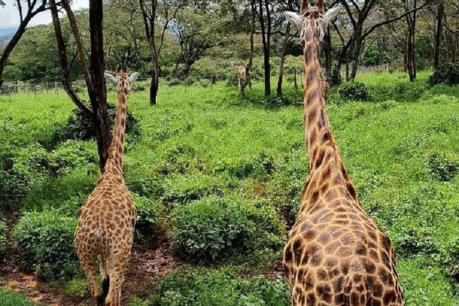 Tour to Giraffe Center from Nairobi - The value of $65 per person