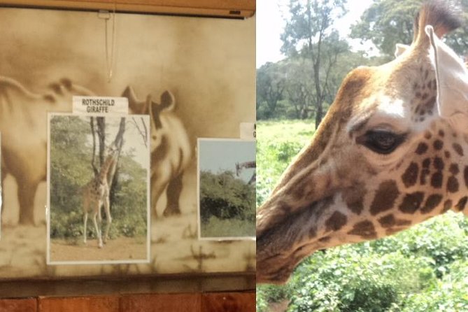 Tour to Giraffe Center from Nairobi - Feeding time, photographs, and crowd control