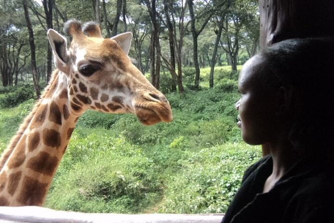 Tour to Giraffe Center from Nairobi - Feeding Giraffes From the Raised Platform