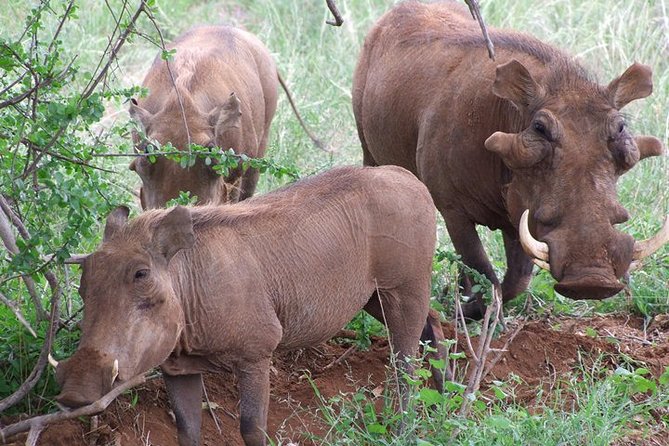 Tsavo East and Ngutuni Sanctuary Safari 3 days from Mombasa - Why this safari works well for a first Kenya trip