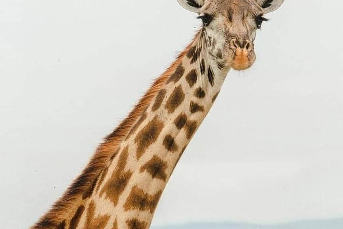 Tsavo East and Ngutuni Sanctuary Safari 3 days from Mombasa - What the $1,370 price means