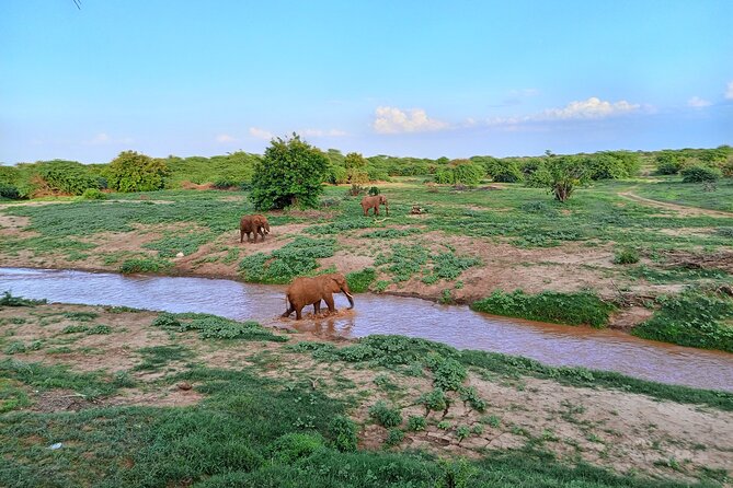 Tsavo East and Ngutuni Sanctuary Safari 3 days from Mombasa - Ngutuni Lodge and the value of a waterhole view
