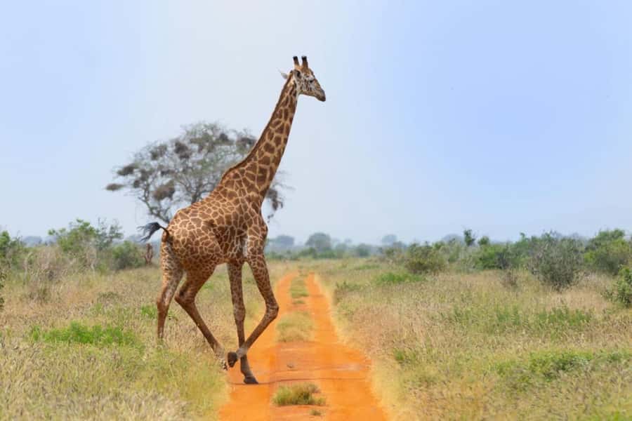 Tsavo East and Tsavo West Sanctuary Safari - Why Tsavo East gives this safari its character