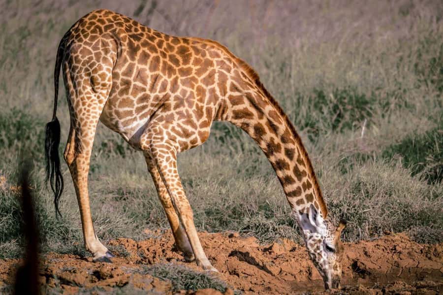Tsavo East and Tsavo West Sanctuary Safari - Walking to Ziwani Dam with a ranger