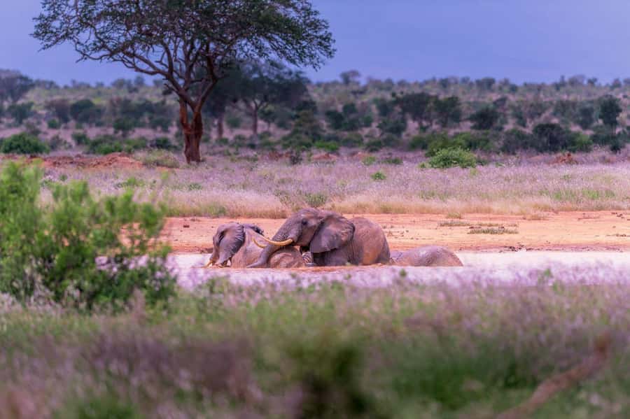 Tsavo East and Tsavo West Sanctuary Safari - The final sanctuary drive and checkout