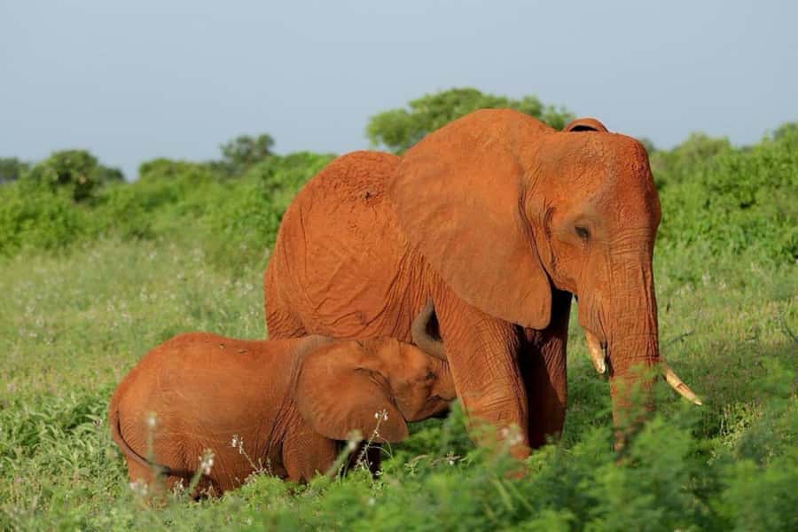 Tsavo East and Tsavo West Sanctuary Safari - Ngutuni Safari Lodge and the waterhole view