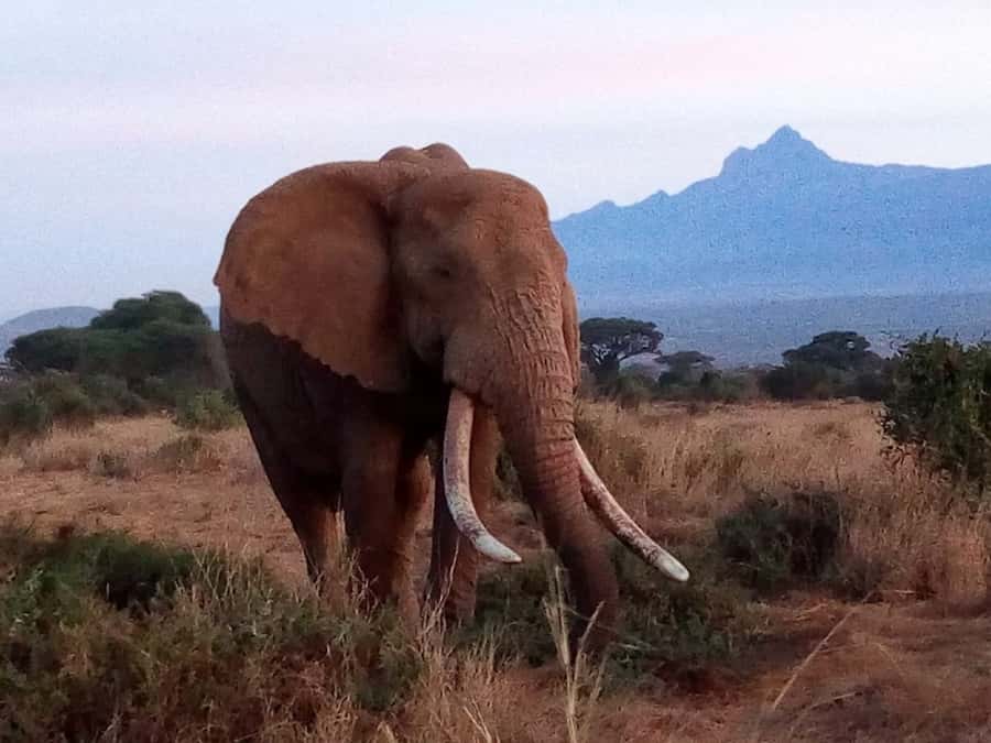Tsavo East National Park: 2-Day Tour from Mombasa - Day two: an early start and a shorter wildlife window