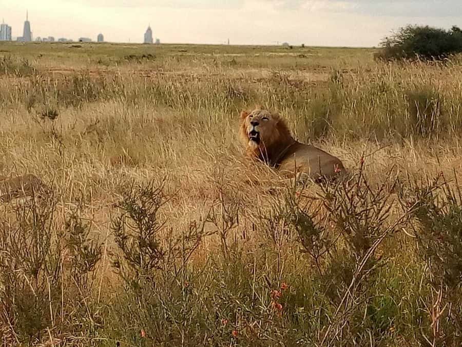 Tsavo East National Park: 2-Day Tour from Mombasa - Is $480 a fair price?