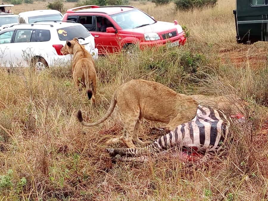 Tsavo East National Park: 2-Day Tour from Mombasa - Who should book this safari?