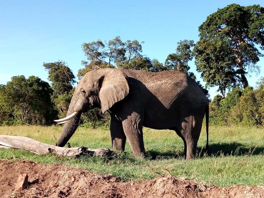 Tsavo East National Park: 2-Day Tour from Mombasa - My verdict on the two-day format