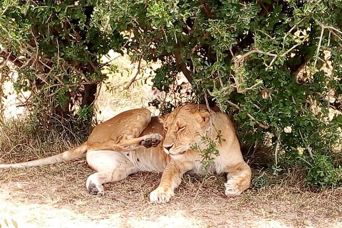 Tsavo National Park Small group Day trip - Lunch Inside the Park
