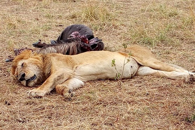 Tsavo National Park Small group Day trip - The Long Return to Mombasa
