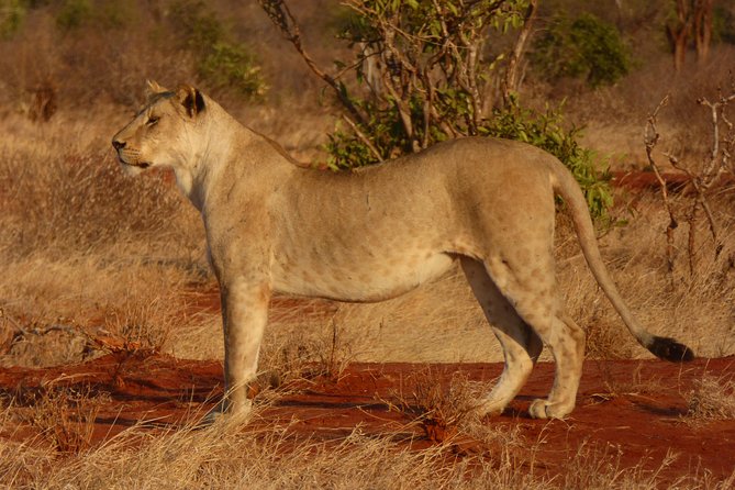 Tsavo National Park Small group Day trip - Who Will Enjoy This Day Trip