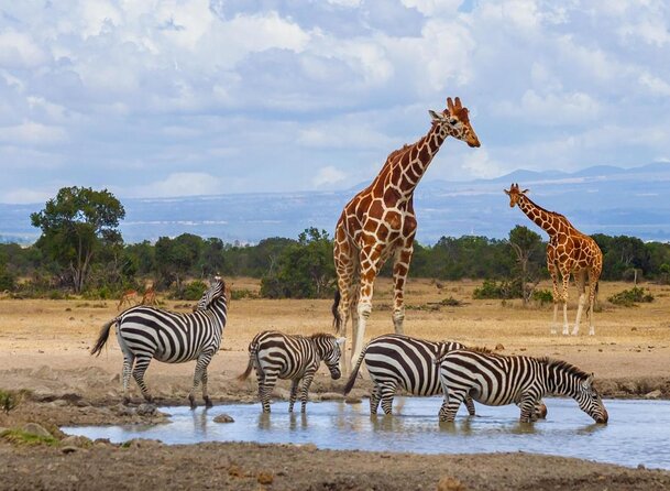 Ultimate 12 Days Private Safari Tour in Kenya and Tanzania - Day 1 and Day 2: Ol Pejeta brings rhino conservation into focus