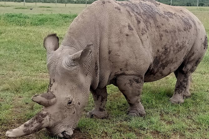 Vegans special safari - A vegan safari that covers much of Kenya