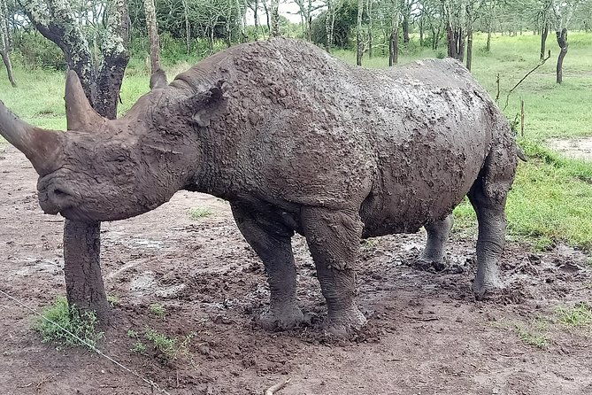Vegans special safari - Day 6: Rhino country at Lake Nakuru