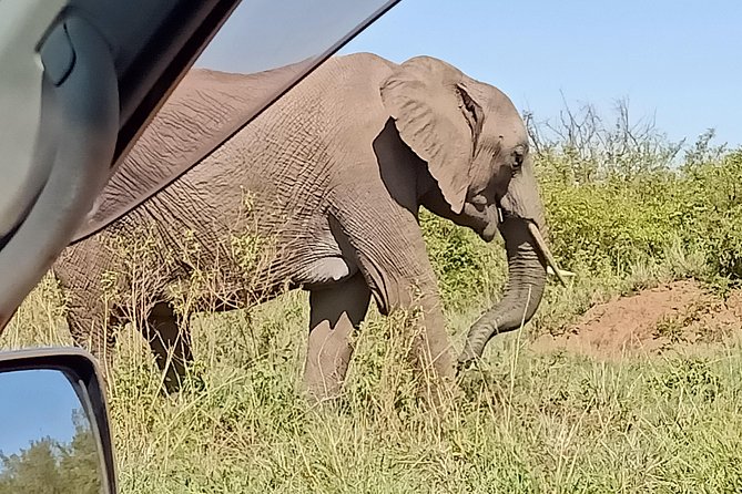 Vegans special safari - Days 7 and 8: Ol Pejeta’s conservation focus