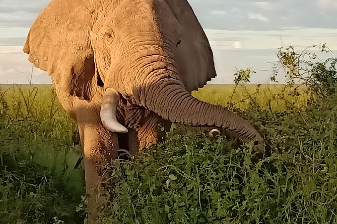 Vegans special safari - Days 9 and 10: Amboseli elephants beneath Kilimanjaro