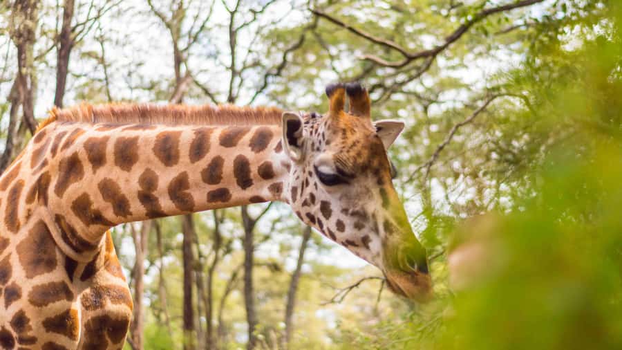 Visit to the Giraffe Centre - Key points to know before you book
