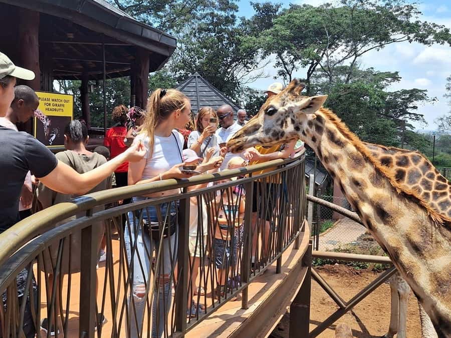Visit to the Giraffe Centre - Why the conservation work matters