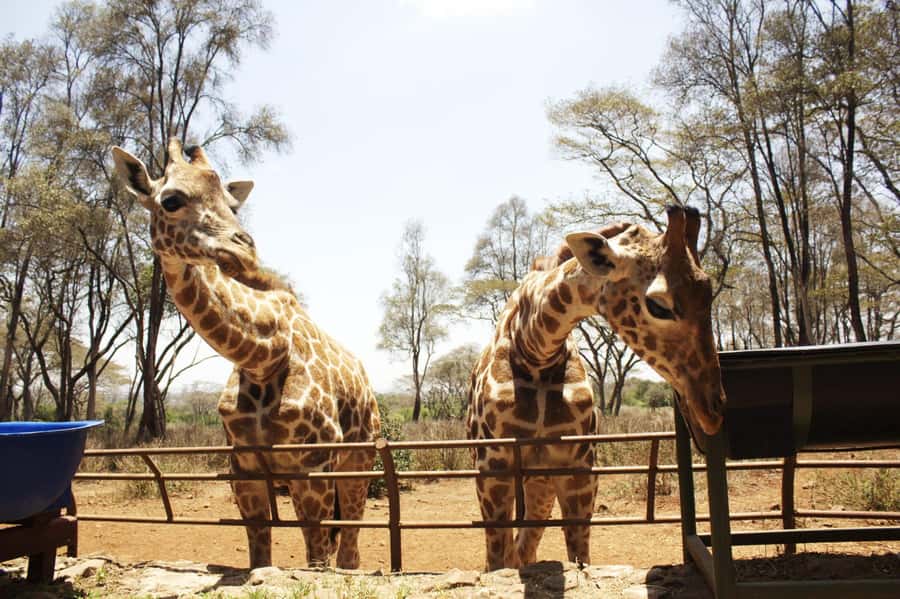 Visit to the Giraffe Centre - Feeding giraffes from the raised platform