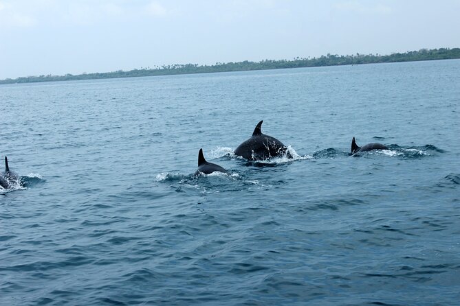 Wasini Day Tour - Timing, group size, and comfort