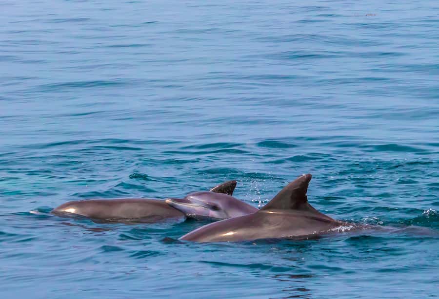 Wasini Island: Dolphin Spotting & Snorkel at Kisite Mpunguti - The long road to the Kenyan coast