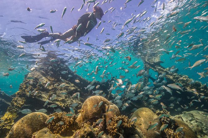 Watamu Marine Park & Sudi Island Mangrove Forest Canoe Ride.With sea food lunch - The parts that may disappoint you
