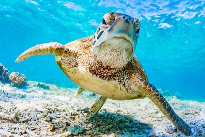 Watamu Marine Park & Sudi Island Mangrove Forest Canoe Ride.With sea food lunch - Who will get the most from this day