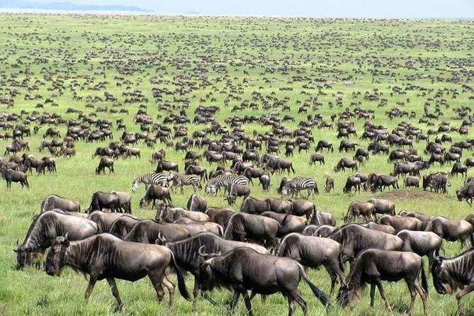 Wildebeest Migration in Masai Mara and Sightseeing 4 Days Tour - Day 1: Nairobi to Masai Mara with a Rift Valley stop